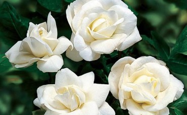 Trandafir pitic acoperitor alb P9